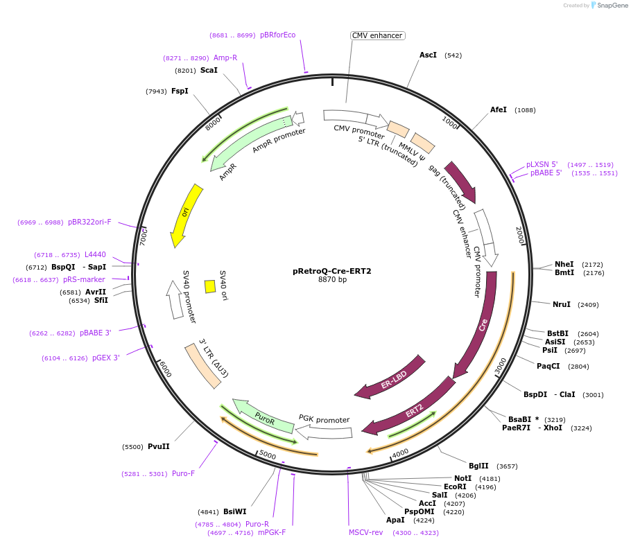 59701-plasmid-map-sequence-id-93474