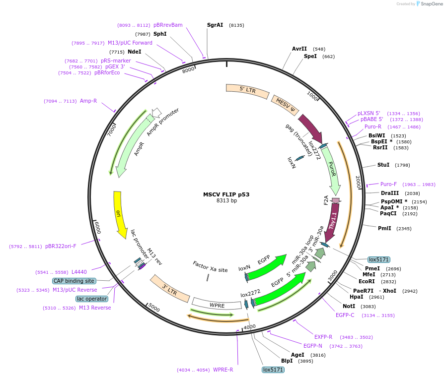 19745-plasmid-map-sequence-id-9352