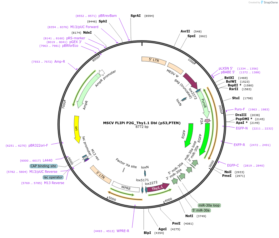 19746-plasmid-map-sequence-id-9353