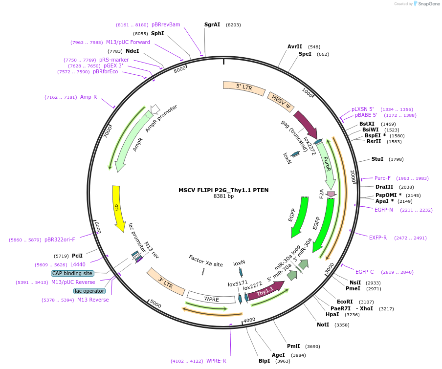 19749-plasmid-map-sequence-id-9356