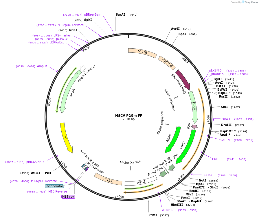 19750-plasmid-map-sequence-id-9357