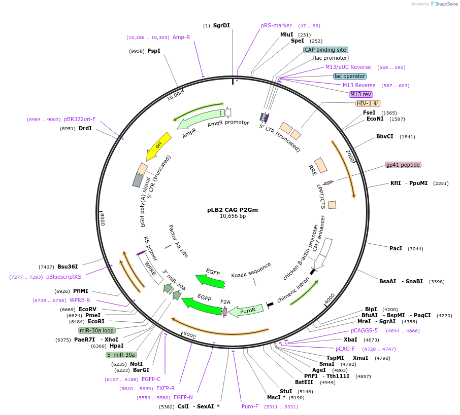19752-plasmid-map-sequence-id-9359