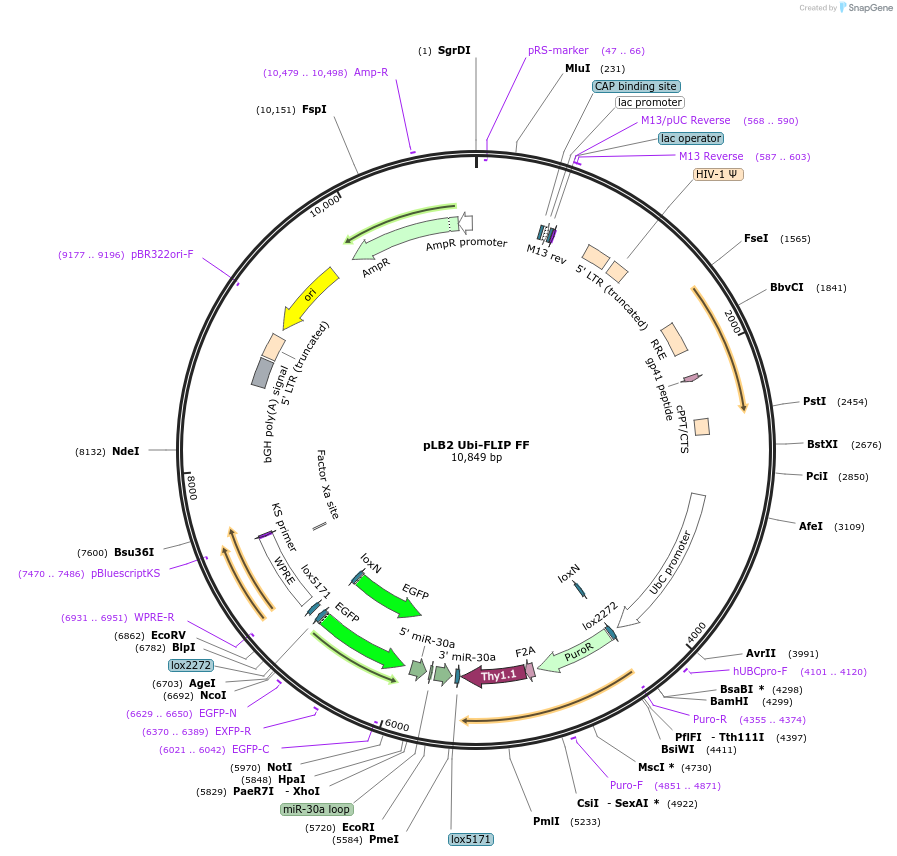 19753-plasmid-map-sequence-id-9360