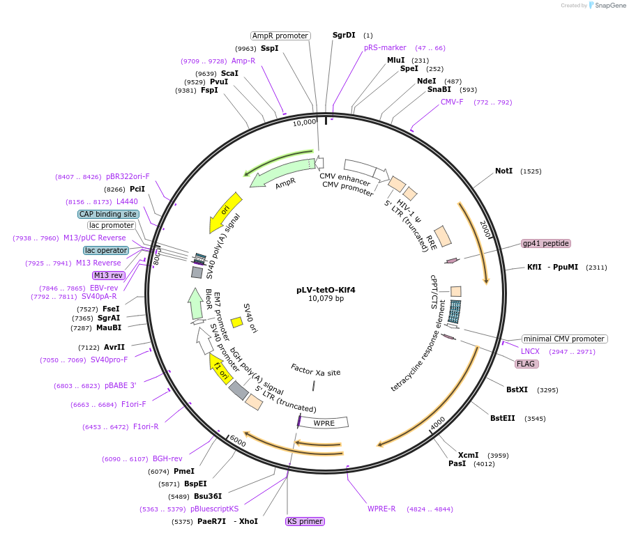 19764-plasmid-map-sequence-id-9362