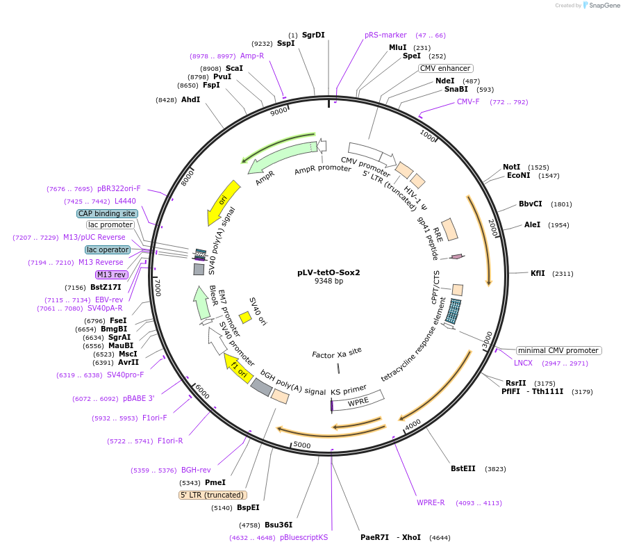 19765-plasmid-map-sequence-id-9363