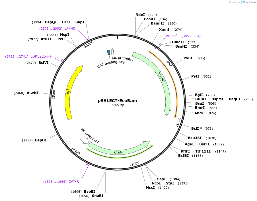 59705-plasmid-map-sequence-id-93639