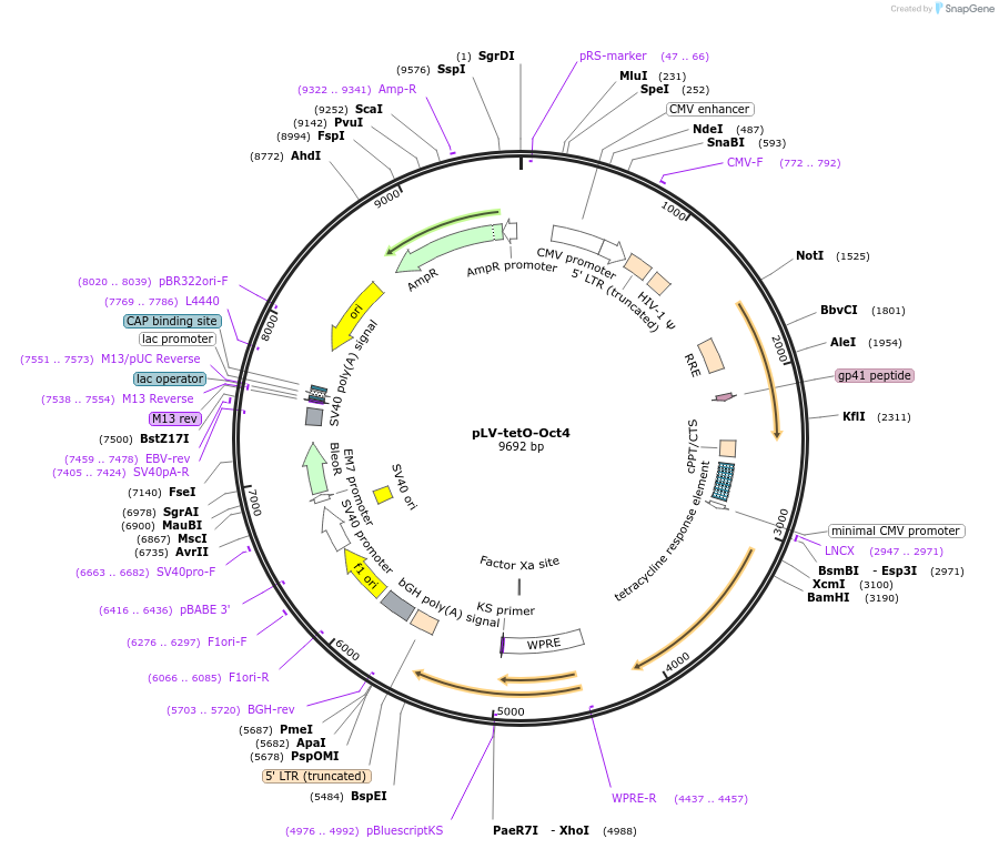 19766-plasmid-map-sequence-id-9364
