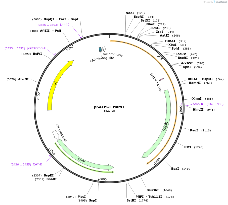59706-plasmid-map-sequence-id-93641