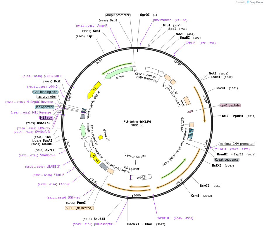 19777-plasmid-map-sequence-id-9371