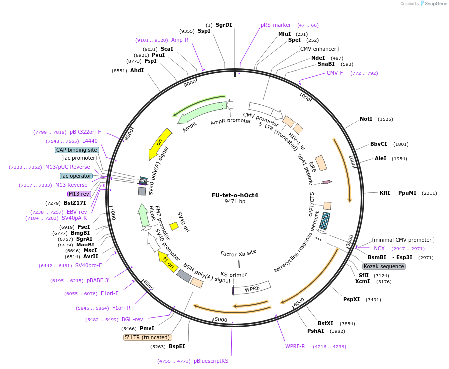 19778-plasmid-map-sequence-id-9372