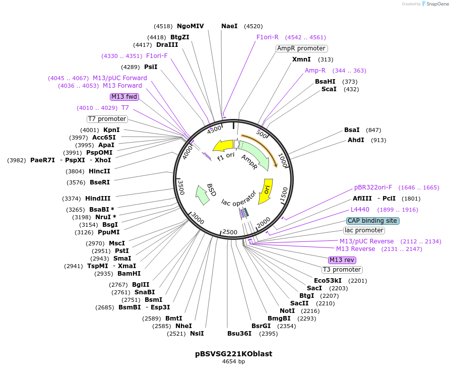 59733-plasmid-map-sequence-id-93744