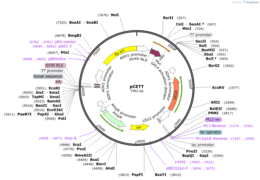 19782-plasmid-map-sequence-id-9375