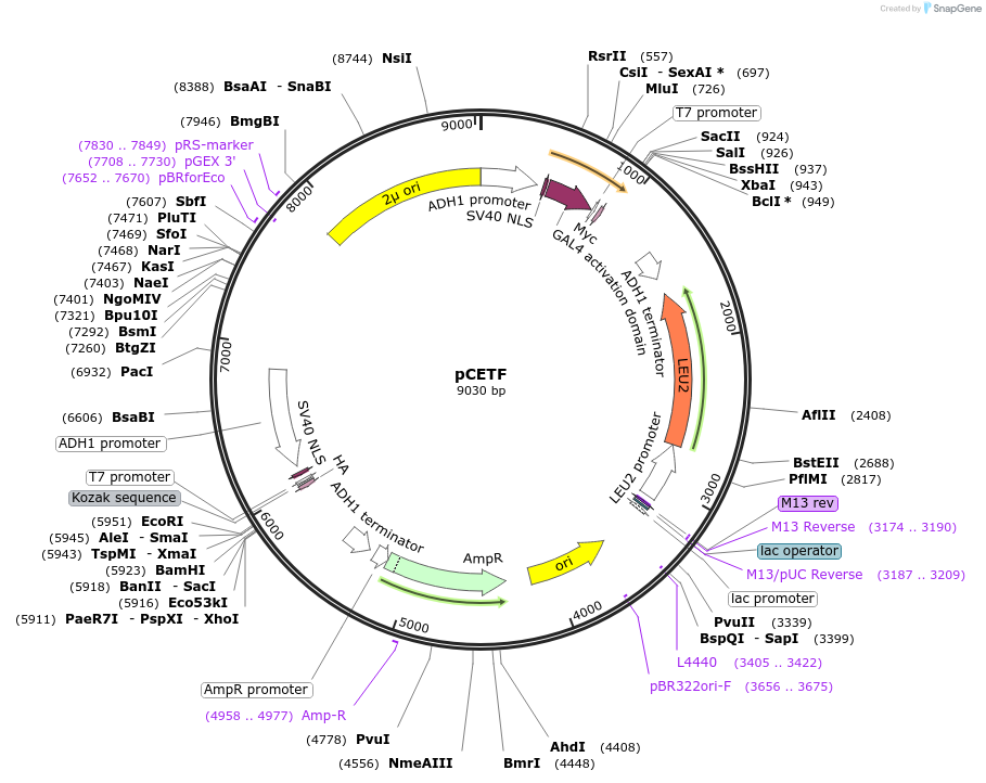 19783-plasmid-map-sequence-id-9376