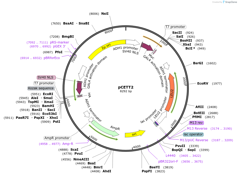 19784-plasmid-map-sequence-id-9377