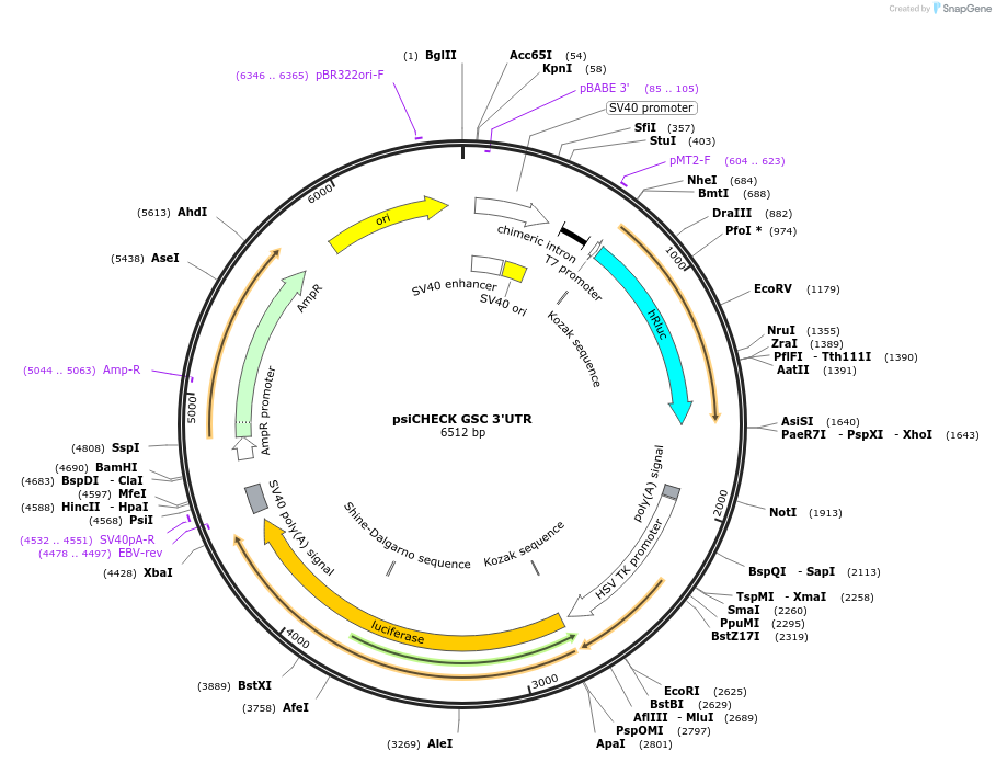 19859-plasmid-map-sequence-id-9385