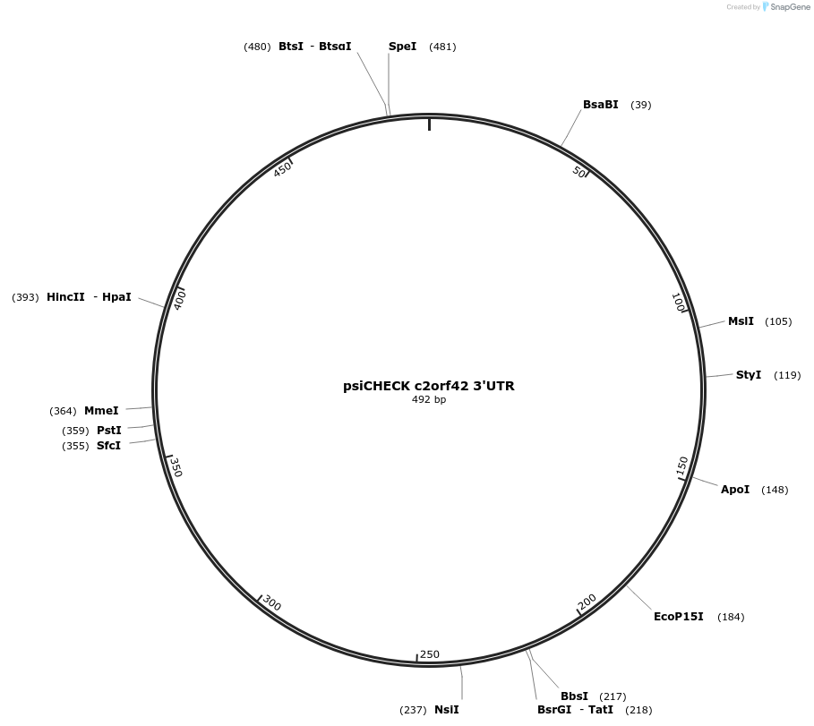 19862-plasmid-map-sequence-id-9388