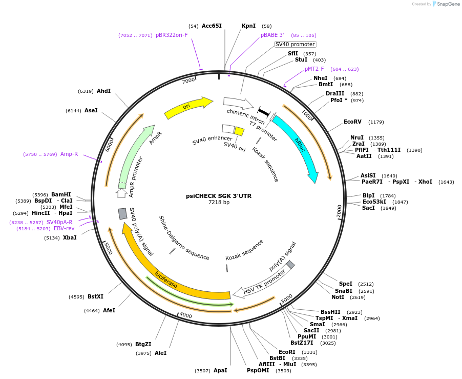 19865-plasmid-map-sequence-id-9391