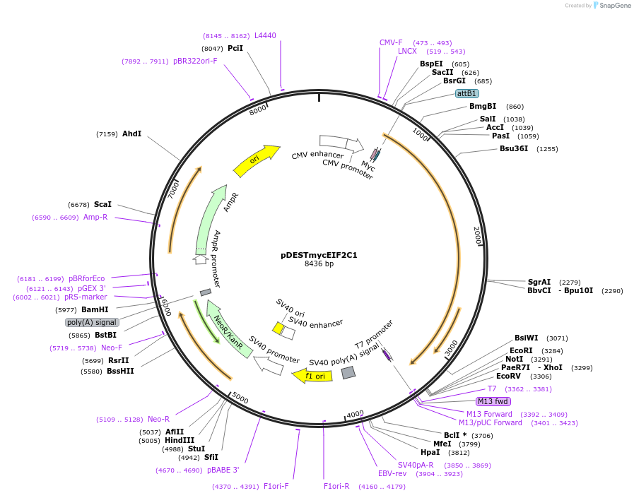 19871-plasmid-map-sequence-id-9395