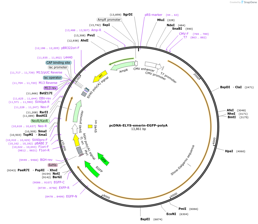 59745-plasmid-map-sequence-id-93966