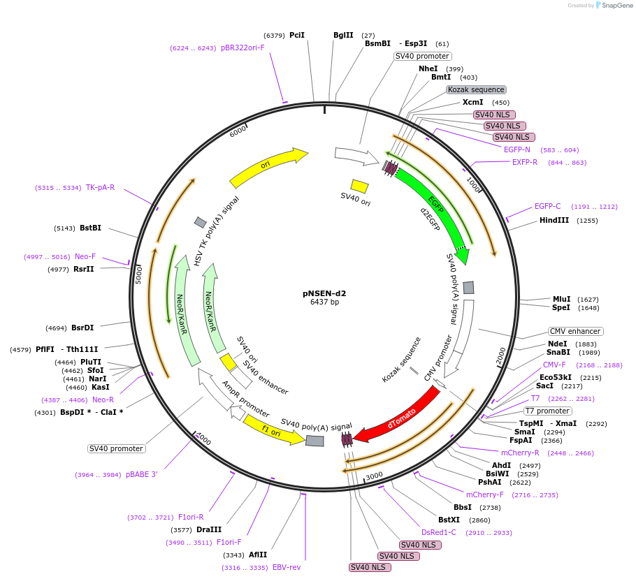 59763-plasmid-map-sequence-id-94069