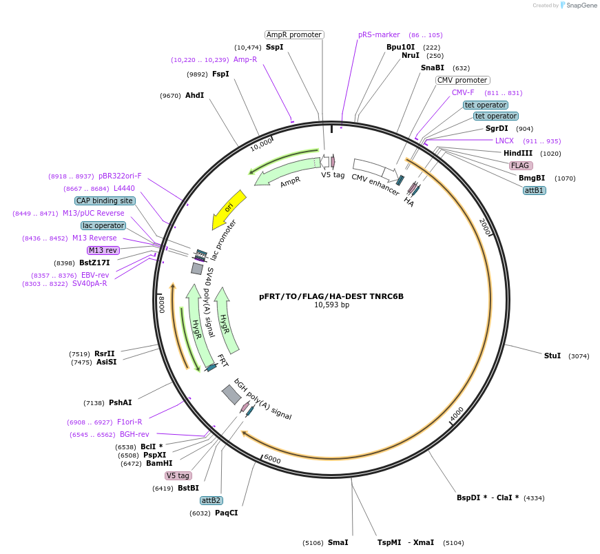19884-plasmid-map-sequence-id-9407