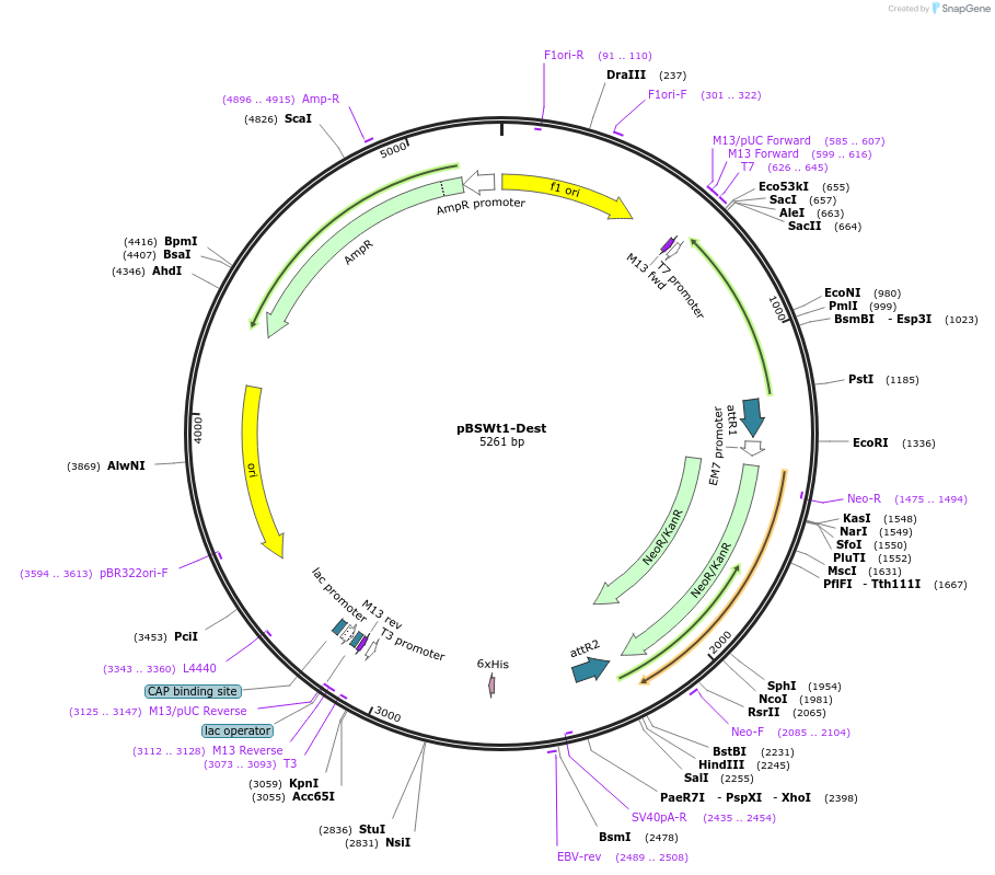 59764-plasmid-map-sequence-id-94075