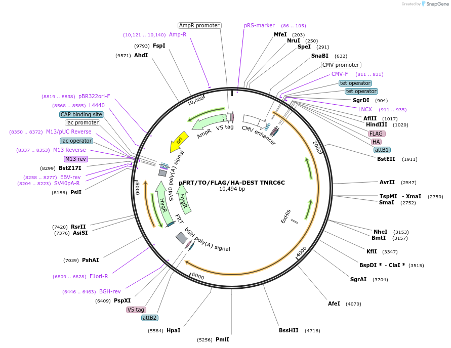 19885-plasmid-map-sequence-id-9408