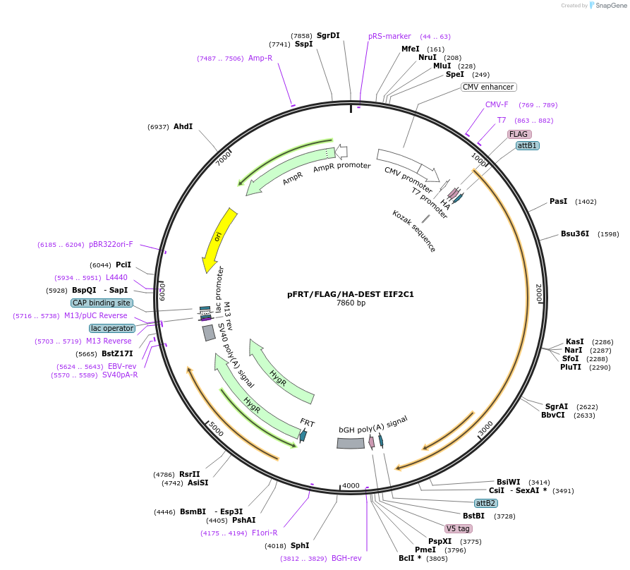 19887-plasmid-map-sequence-id-9410