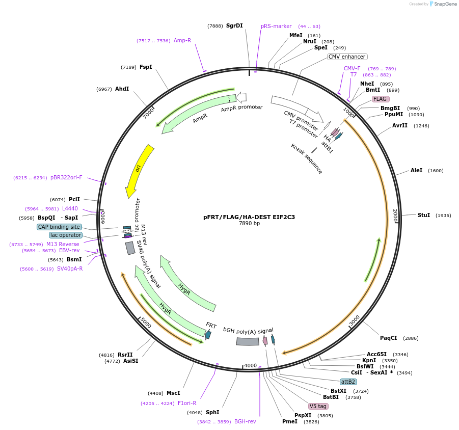 19889-plasmid-map-sequence-id-9412