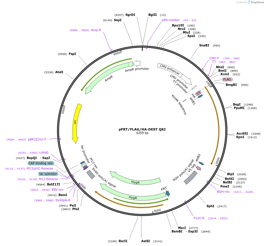 19891-plasmid-map-sequence-id-9414