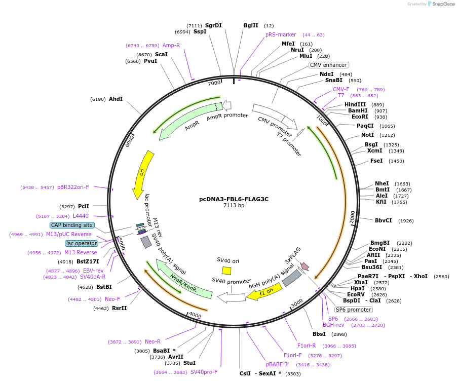 19904-plasmid-map-sequence-id-9415