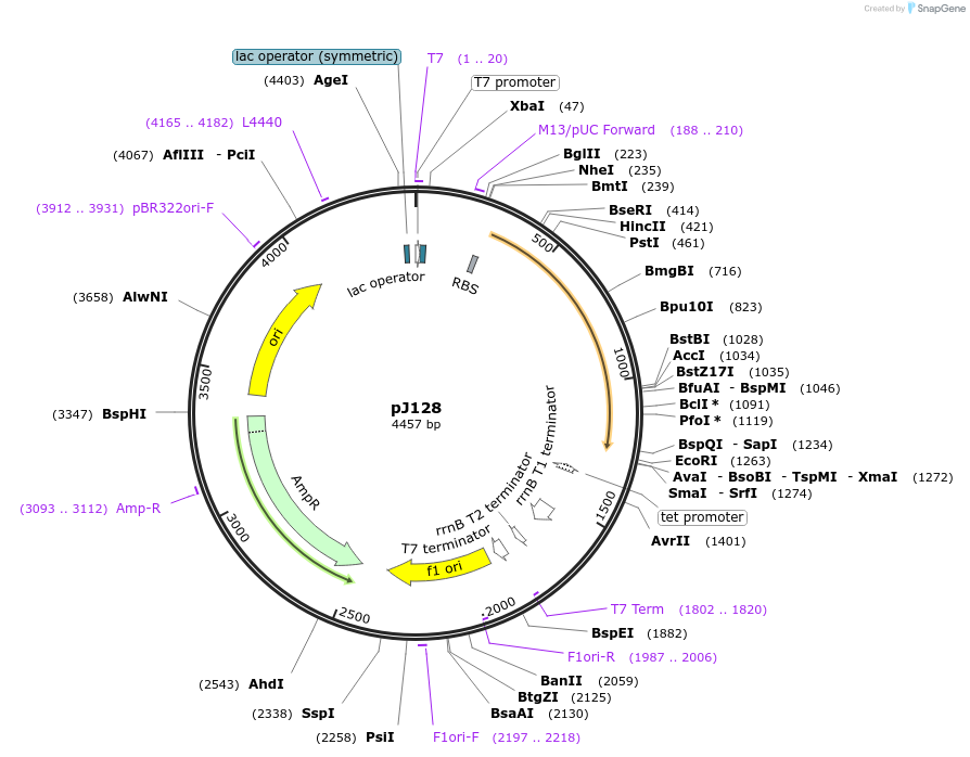 19962-plasmid-map-sequence-id-9417