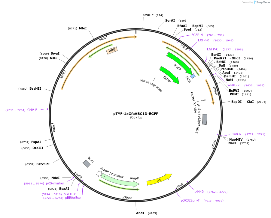 19974-plasmid-map-sequence-id-9422