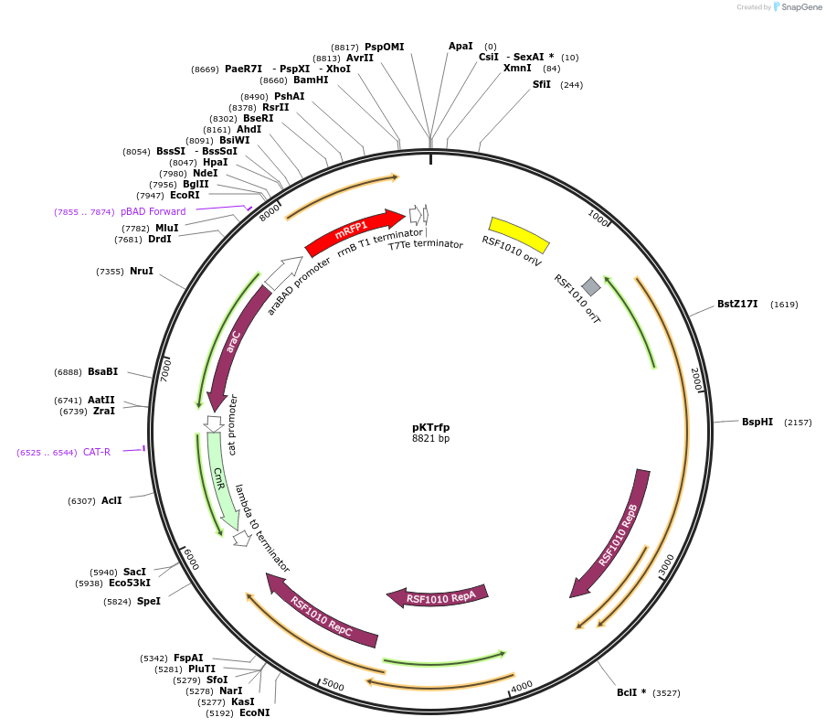 59772-plasmid-map-sequence-id-94224
