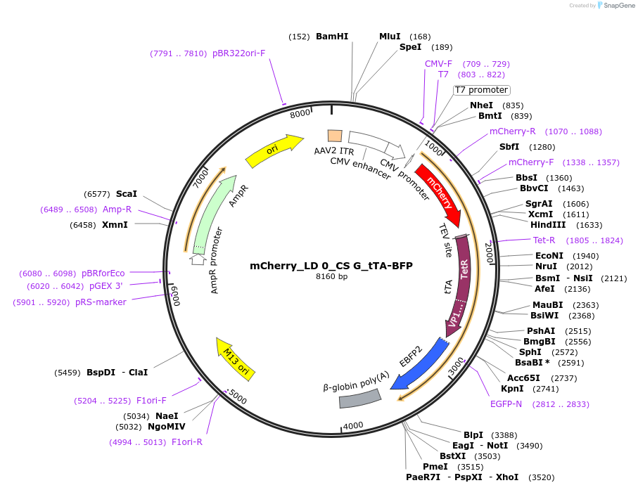 58856-plasmid-map-sequence-id-94228