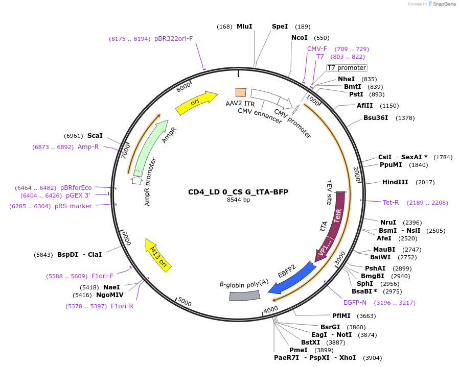 58869-plasmid-map-sequence-id-94230