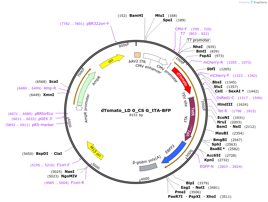 58871-plasmid-map-sequence-id-94232