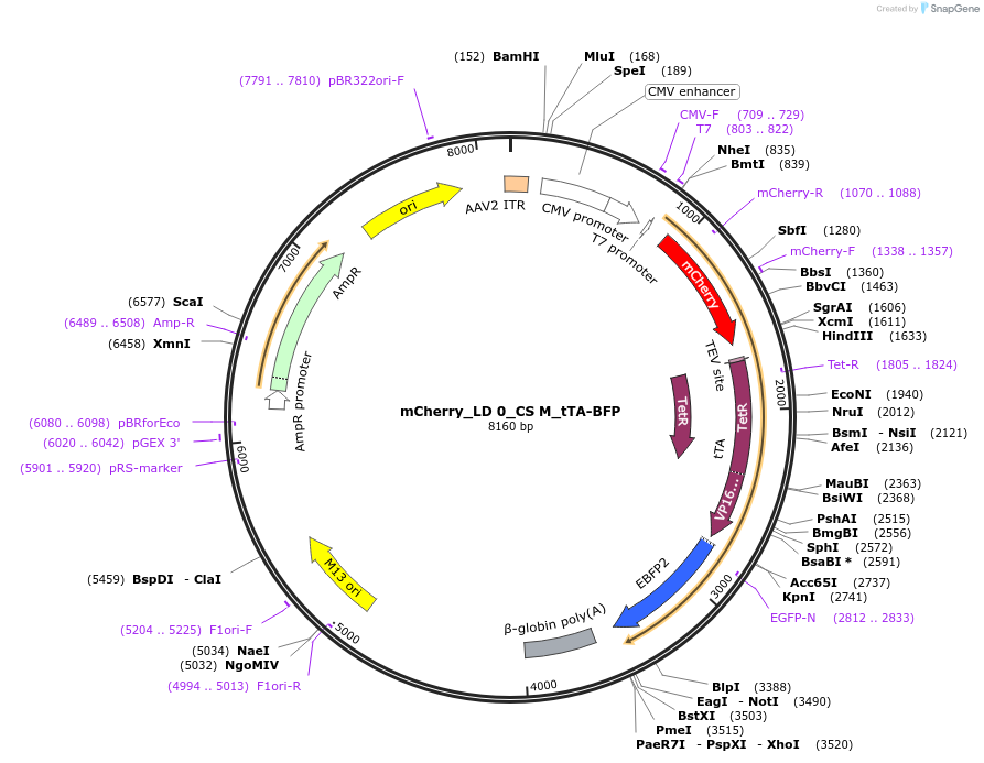 58874-plasmid-map-sequence-id-94235
