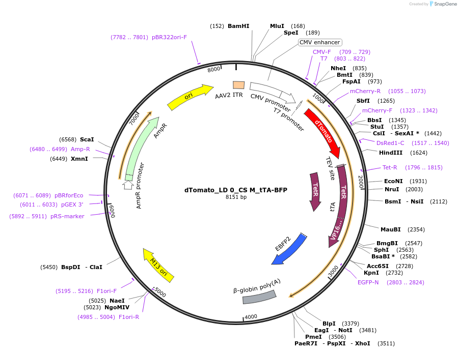 58875-plasmid-map-sequence-id-94236