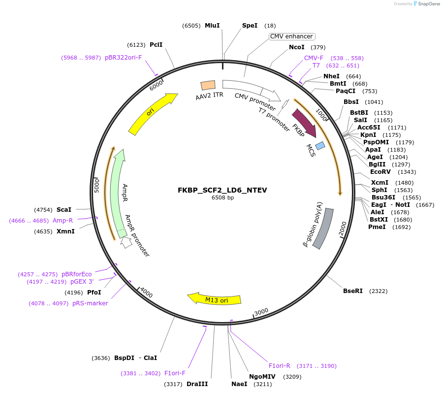 58878-plasmid-map-sequence-id-94239