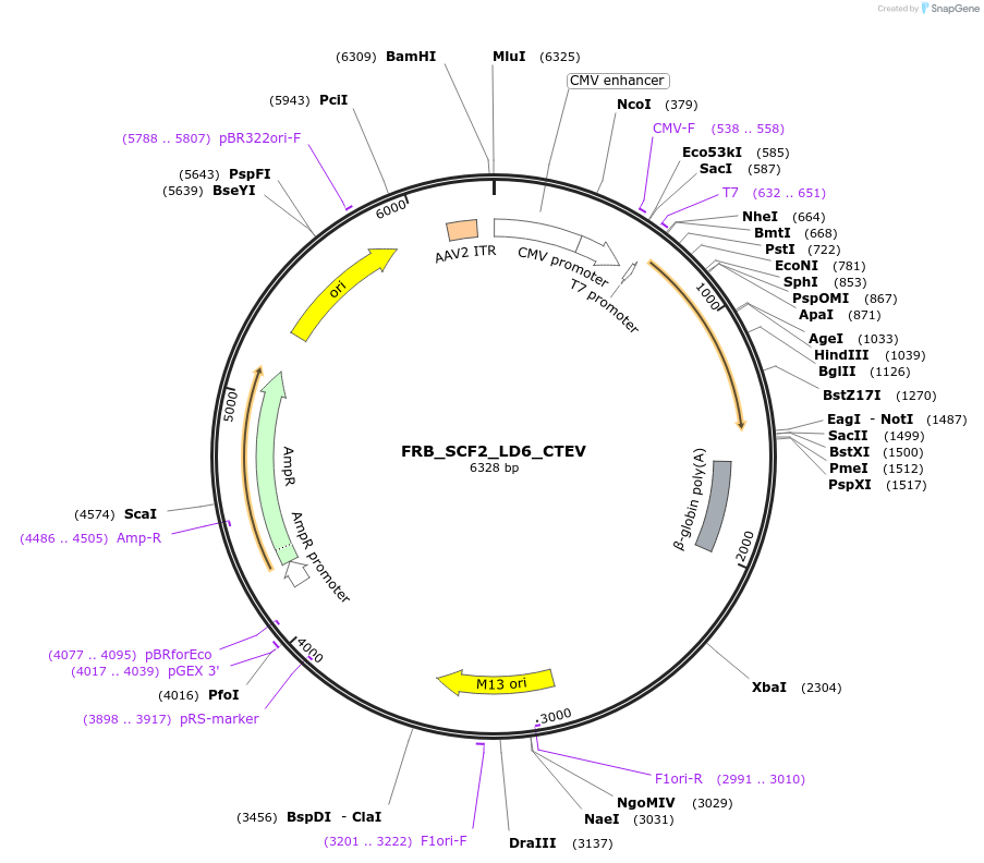 58879-plasmid-map-sequence-id-94240