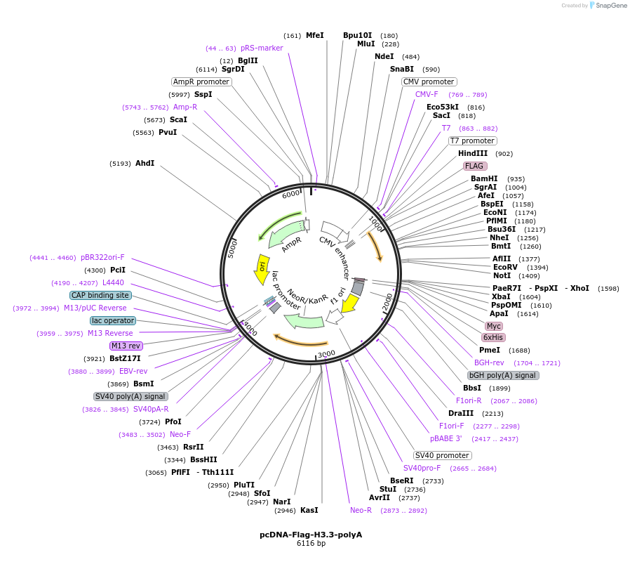 59780-plasmid-map-sequence-id-94266