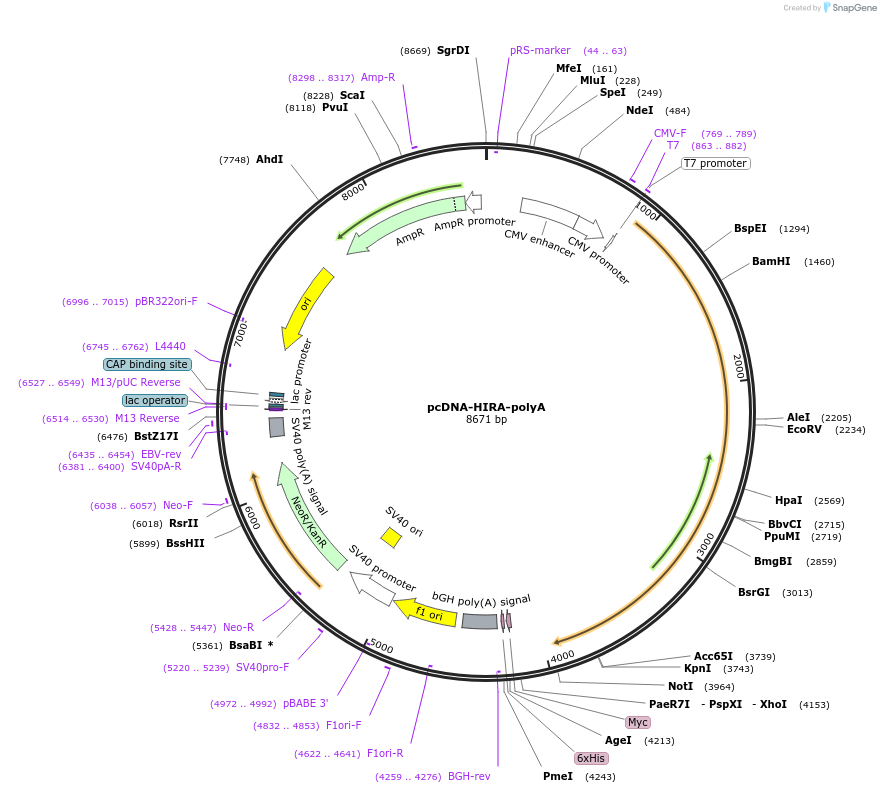 59781-plasmid-map-sequence-id-94268