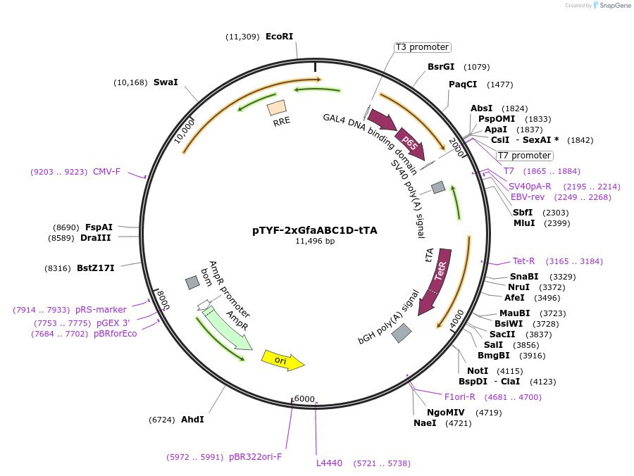 19981-plasmid-map-sequence-id-9427