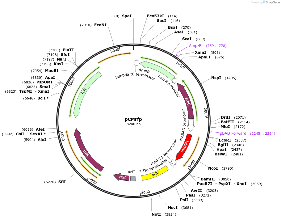 59773-plasmid-map-sequence-id-94304