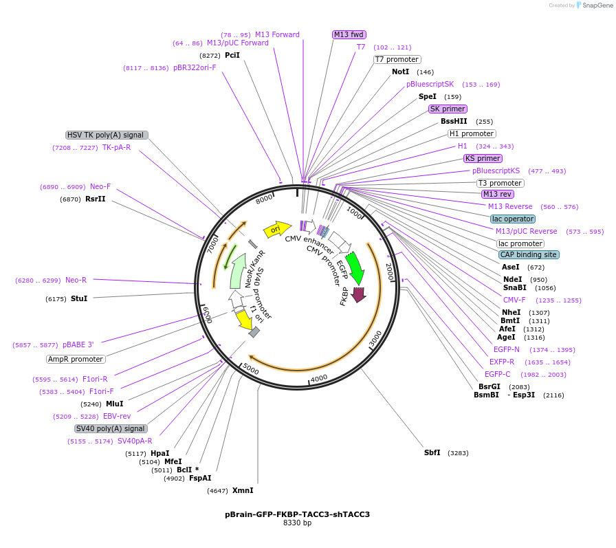 59354-plasmid-map-sequence-id-94400