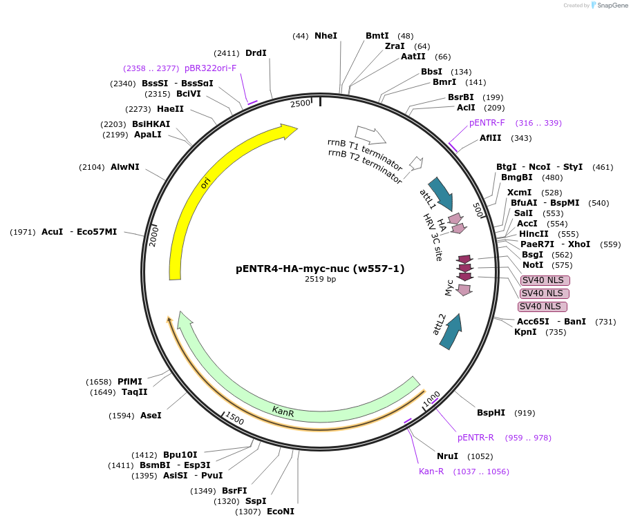 20025-plasmid-map-sequence-id-9447