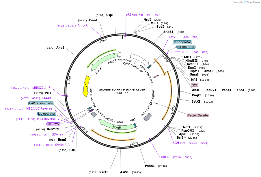 59807-plasmid-map-sequence-id-94496
