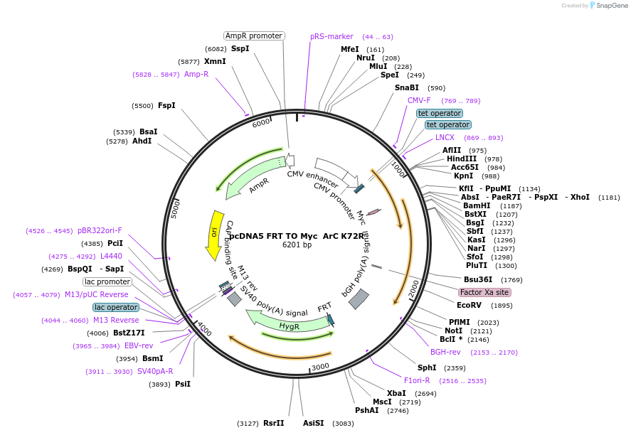 59811-plasmid-map-sequence-id-94499