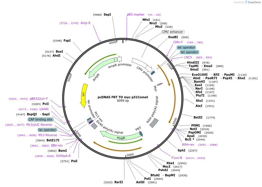 59833-plasmid-map-sequence-id-94521